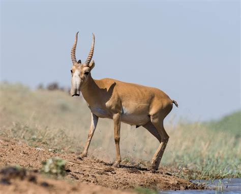 Saiga Antelope Facts - Fact Animal