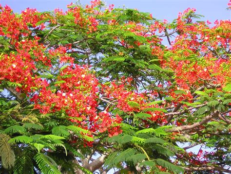 Royal poinciana | Flowering Tree, Tropical, Evergreen | Britannica