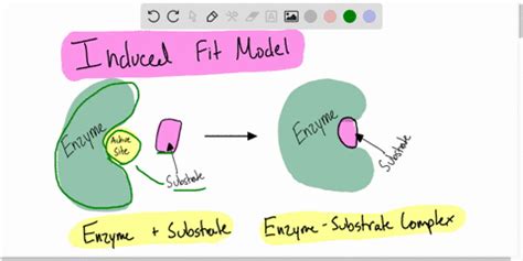 Enzymes Lock And Key Animation