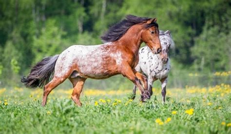 Roan Horses - Colors, Genetics & Breeds | Helpful Horse Hints