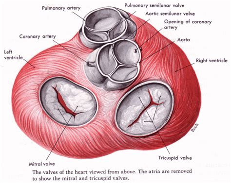 An illustration of the heart valves from above | Heart valves, Anatomy ...