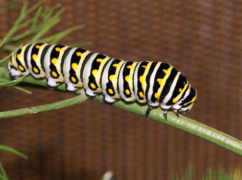 Look Out for Black Swallowtail Larvae in the Fall Herb Garden ...