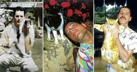 What happened to Freddie Mercury's cats when he passed away? | LoveCATS ...