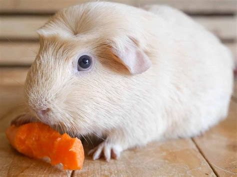 Can Guinea Pigs Eat Carrot Greens? Everything You Need to Know - PlantHD