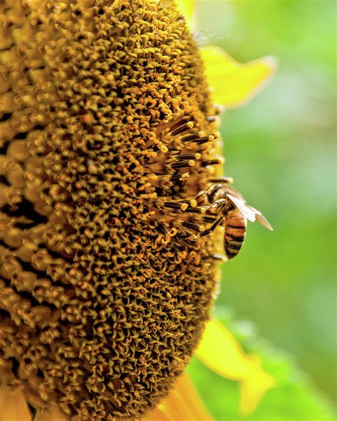 Worker Bee Photograph by Cameron Knudsen - Pixels