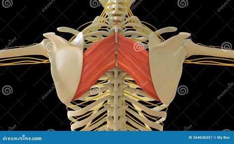 Rhomboid Major Muscle Anatomy for Medical Concept 3D Rendering Stock ...