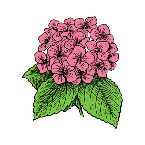 Hydrangea Flowers Pink Drawing Free Stock Photo - Public Domain Pictures