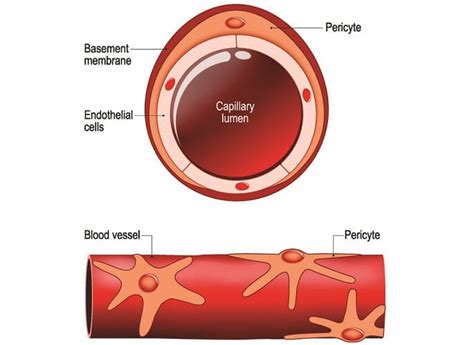 Capillary - The Definitive Guide | Biology Dictionary