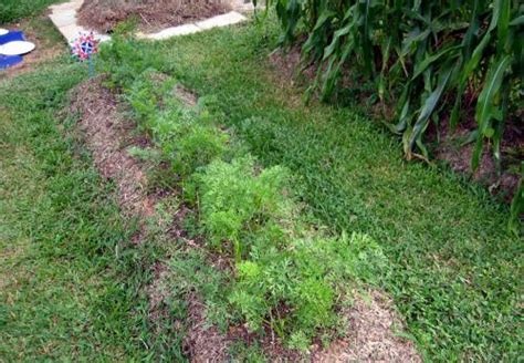 Harvesting Carrots