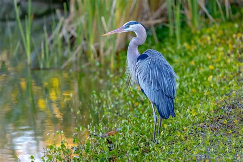 12 Amazing Animals That Thrive in Swamps