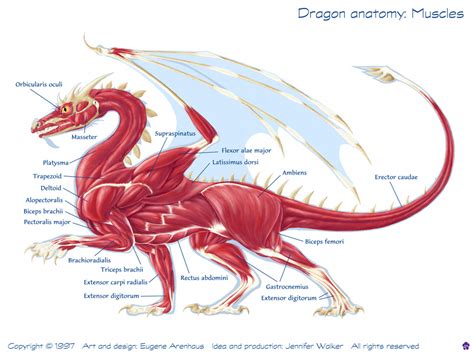 How to draw dragons: How to draw dragons