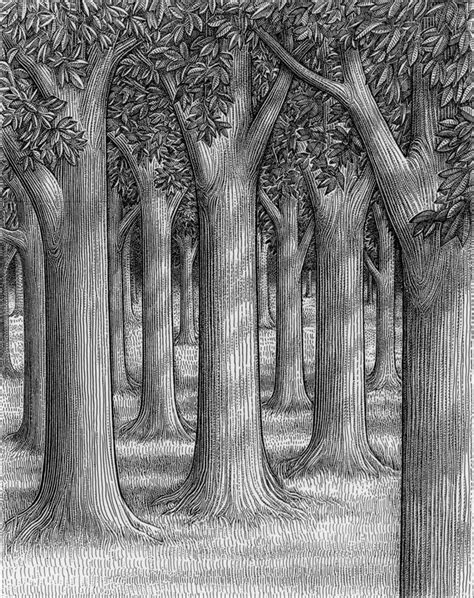 Top How To Draw Forest Trees in the year 2023 Don t miss out ...