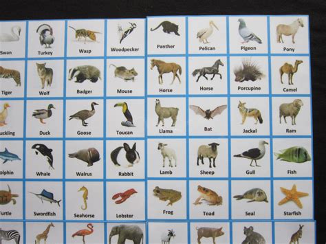 Animal Picture cards Autism/ADHD/Visual Communication Aids/PECS/SEN ...