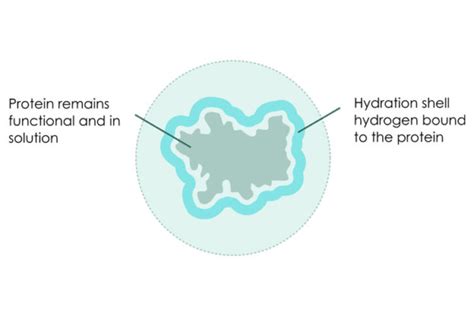 Principals of various protein precipitation methods - BQC - Bioquochem