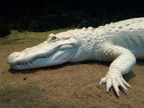 The Secret World of Albino Crocodiles 🐊 — Dan's Pet Care