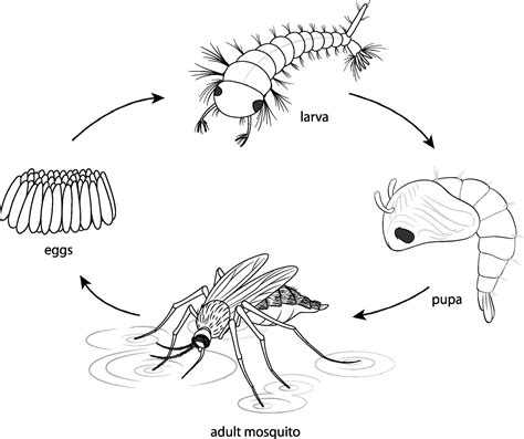 Life Cycle Of Mosquito Diagram Drawing Science Poster Chart Project ...