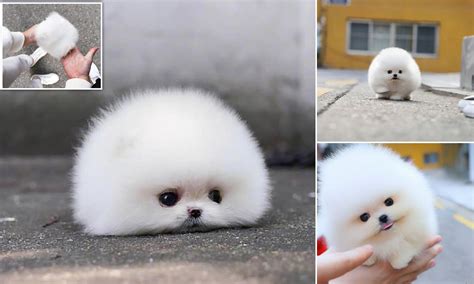 Smallest Pomeranian Ever