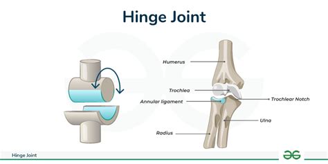 Hinge Joints - Diagram, Functions & Examples