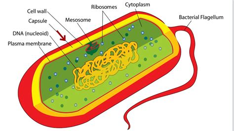 Bacteria Cell Structure - YouTube