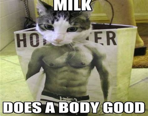 10 + Most Famous Buff Cat Meme To Make You Love | Kent Info