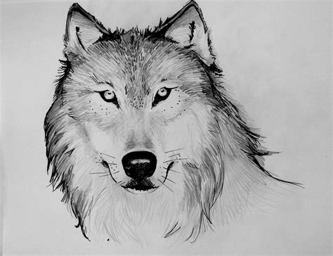 Wolf Sketch Art