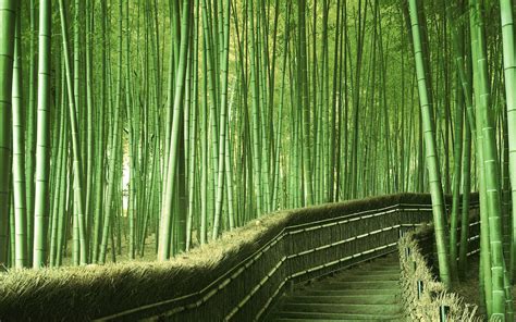 Sagano Bamboo Forest Wallpapers - Wallpaper Cave