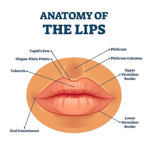 Premium Vector | Anatomy of lips with detailed labeled parts ...