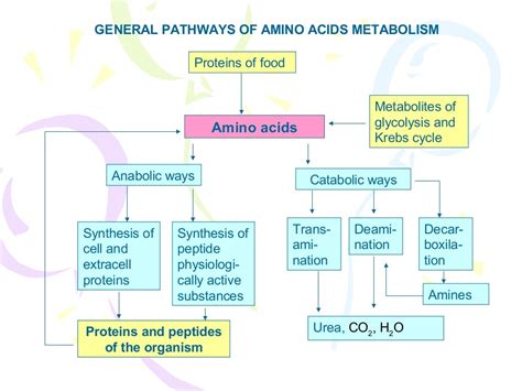 Amino acids metabolism new