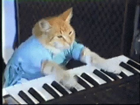 Cat Playing Piano Funny GIF - Cat Playing Piano Funny Meme - Discover ...