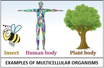 Difference Between Unicellular and Multicellular Organisms (with ...