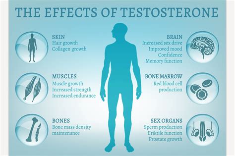 Testosterone Effects Infographics | Education Illustrations ~ Creative ...