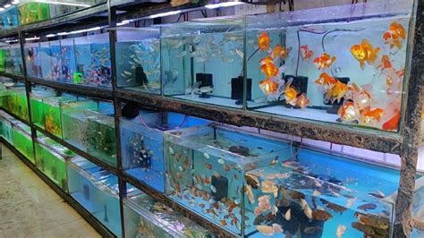 Freshwater Fish Store Clearance Outlet, Save 41% | jlcatj.gob.mx