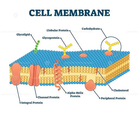 Cell Membrane Diagram Labeled