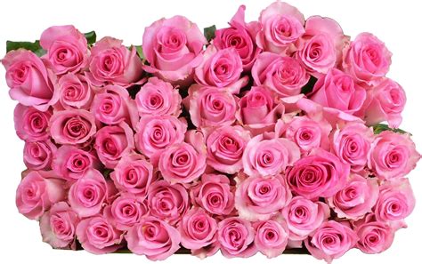 PICK YOUR OWN DELIVERY DATE | 50 Pink Roses Bulk Fresh Flowers ...