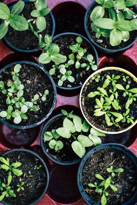 veg growing in pots • Lifestyle Home Garden