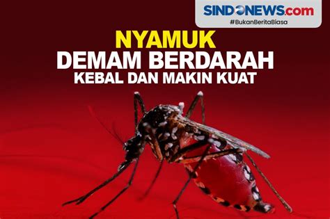 SINDOgrafis: Berbahaya! Nyamuk Demam Berdarah Kini Makin Kebal dan Kuat