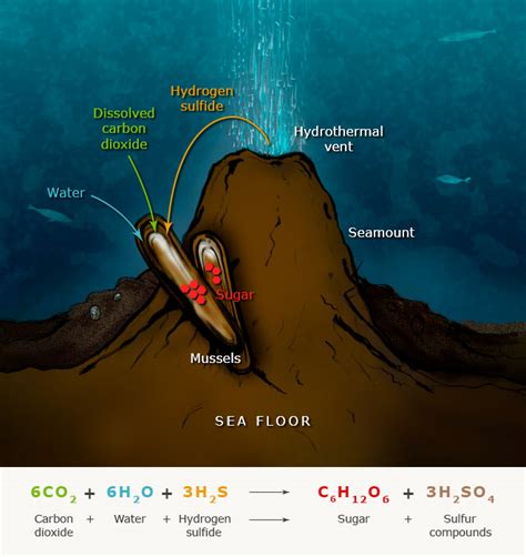 Photosynthesis and chemosynthesis – Sea floor – Te Ara Encyclopedia of ...