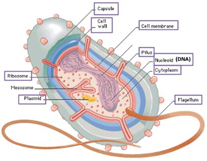 Explain the Structure of bacteria