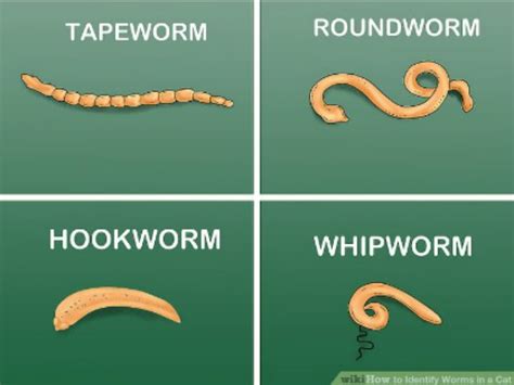 Worms in Pets: Everything You Need to Know - Riverview Animal Hospital