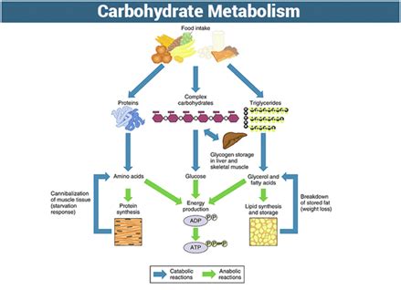 Carbohydrate Metabolism - Metabolic Process | Carbohydrates Structure ...