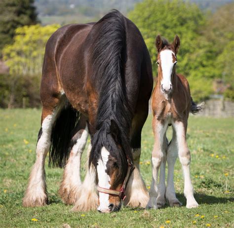 Robinsons welcome second foal from Shire Breeding Programme - Marketing ...