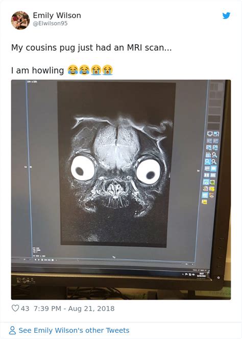 Someone Shows What A Pug’s MRI Scan Looks Like And It’s Pretty ...