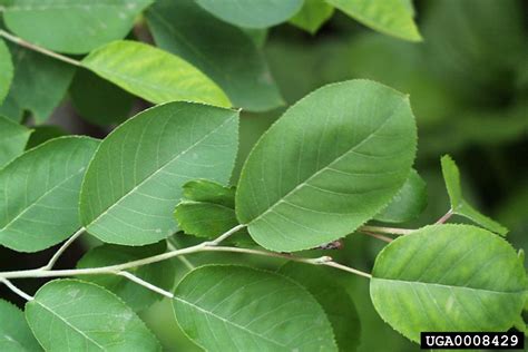 Downy Serviceberry - Plant It Wild! | Native Michigan Plants