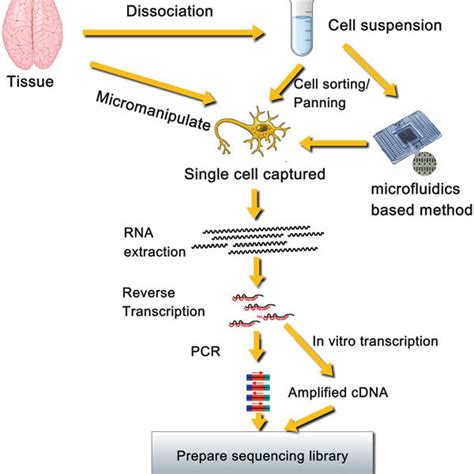 1 Overview of single-cell RNA sequencing The basic components of ...