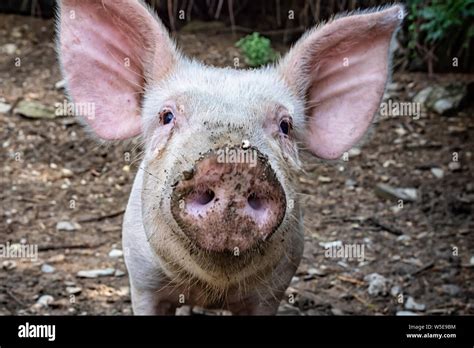 Pig face close-up Stock Photo - Alamy