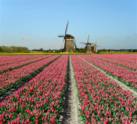 tulip bike tours netherlands - 6 day exclusive tour with Dutch airbnb tours