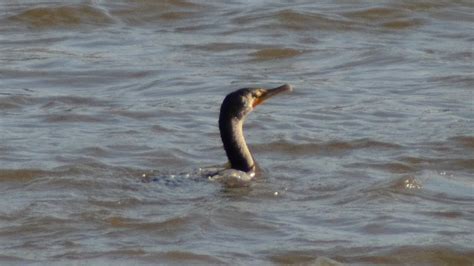 Cormorants swimming and diving in water - YouTube