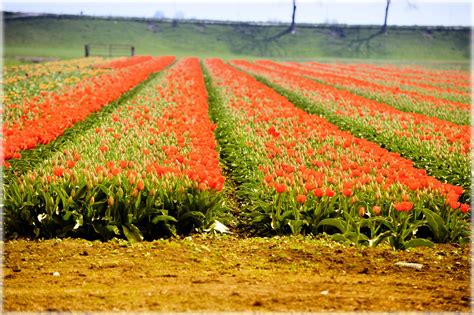 Tulip Field Free Stock Photo - Public Domain Pictures