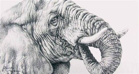 Inspiring Pencil Drawings Of Animals [Realism Art In 2022]