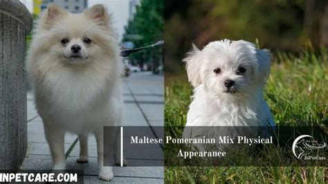 Maltese Pomeranian Mix/MaltiPom: Pictures, Cost To Buy & More